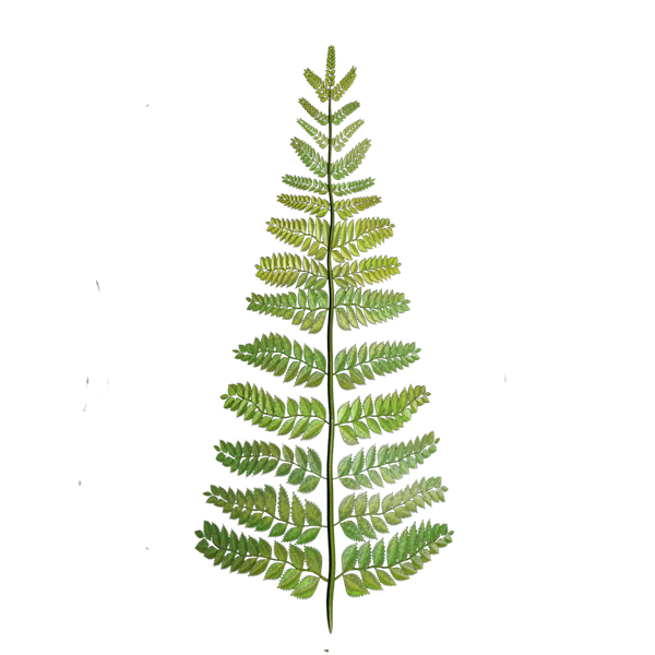 Fern Texture Generator (Cylinder)